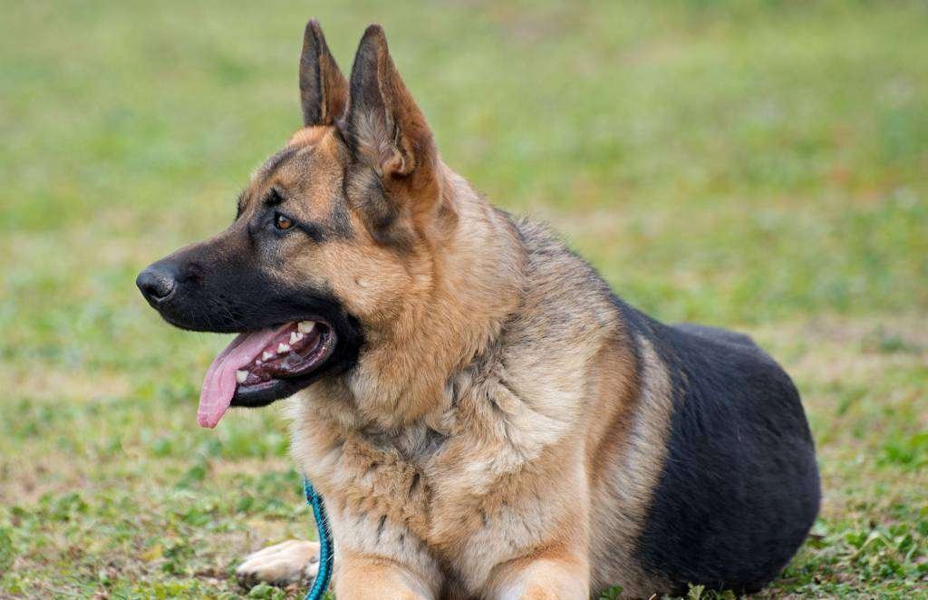 Guard Dog Breeds in the Philippines