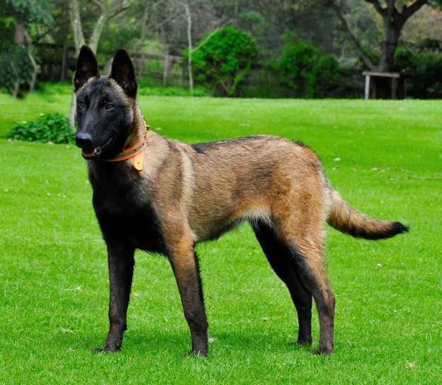 Guard Dog Breeds Malinois