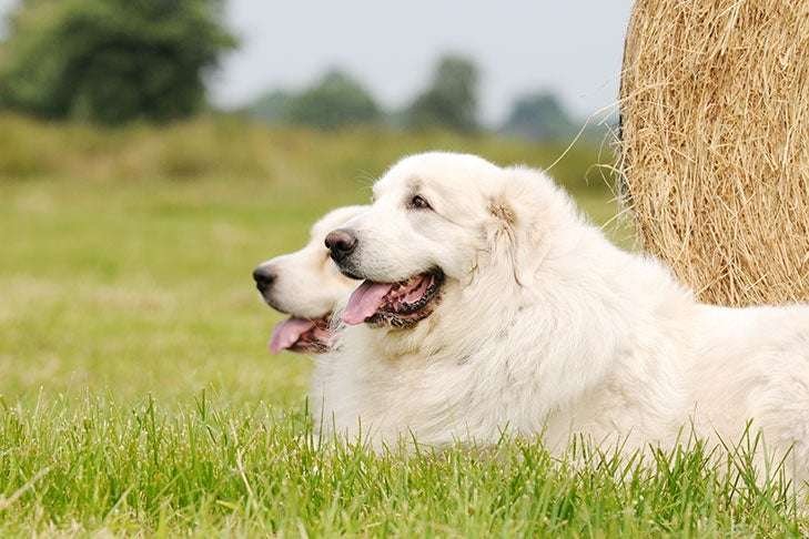 Guard Dog Breeds Not Akc Recognized