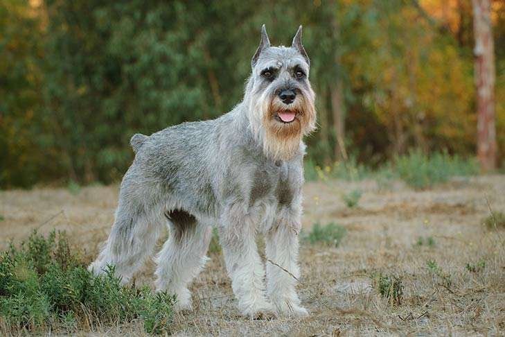 Guard Dog Breeds Schnauzer