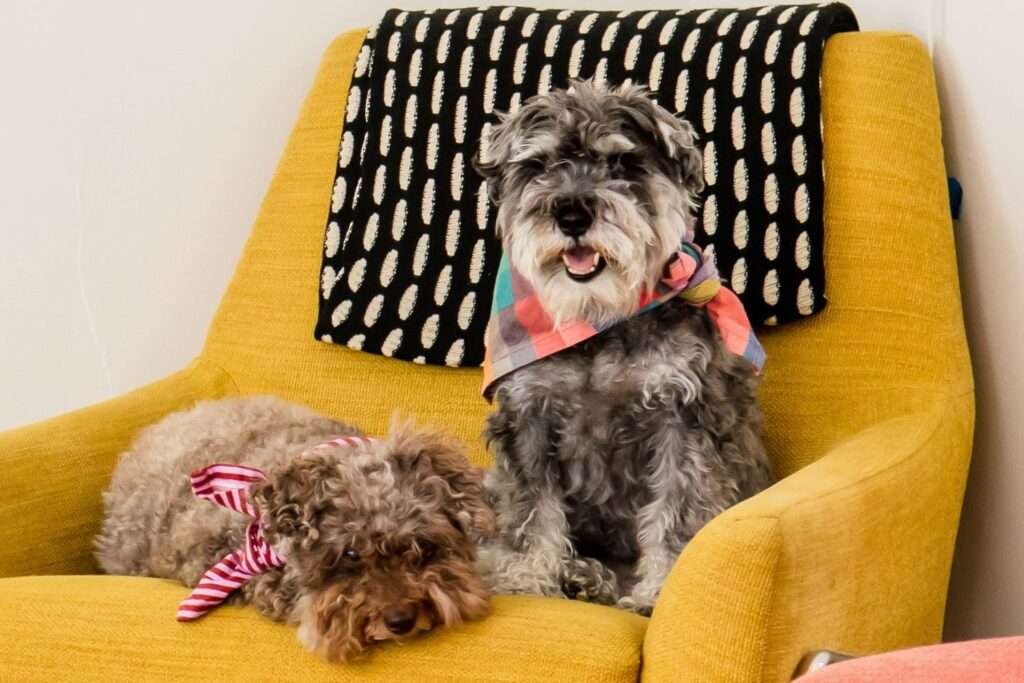 Guard Dog Breeds That Live the Longest