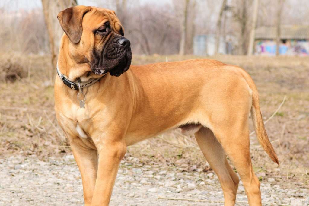 Guard Dog Breeds That Start With M