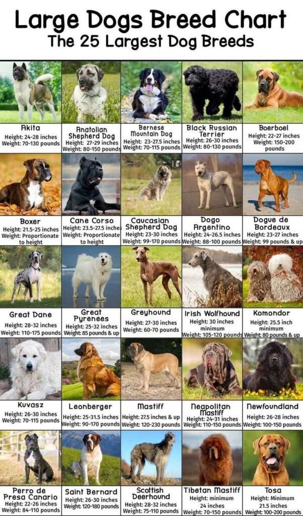 Guard Dog Breeds under 70 Pounds