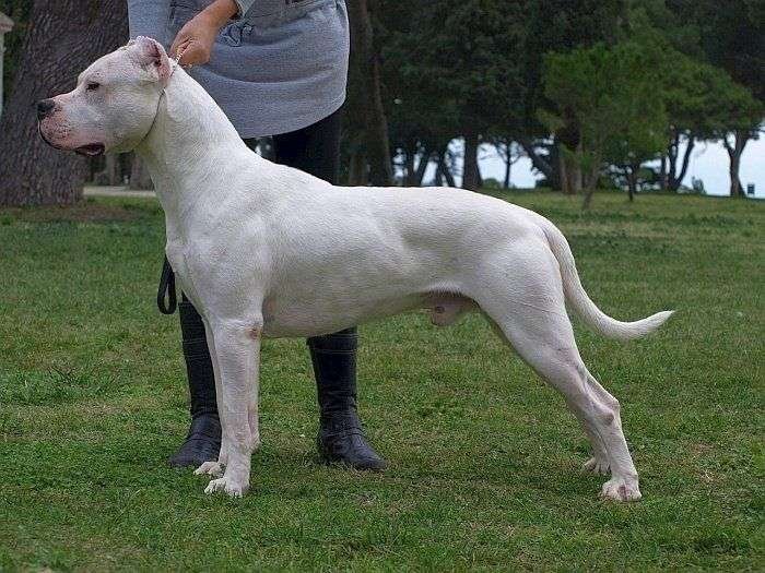 Guard Dog Breeds White
