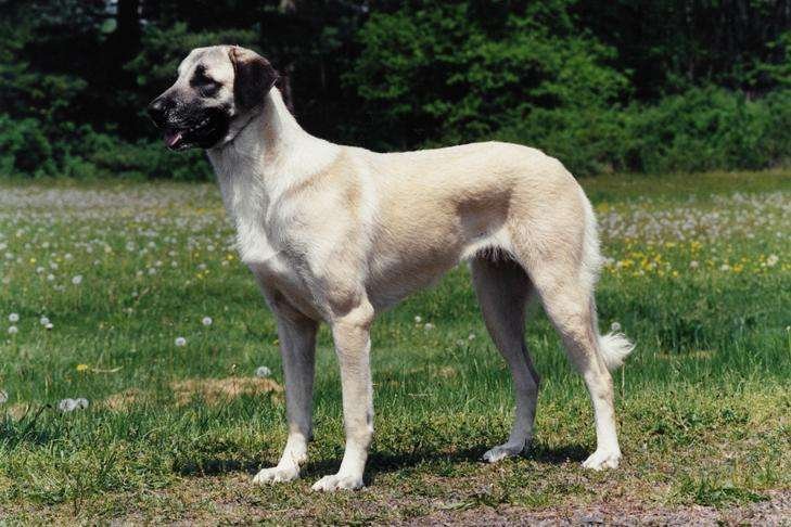 Herding Guard Dog Breeds