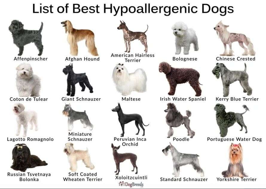 Hypoallergenic Guard Dog Breeds