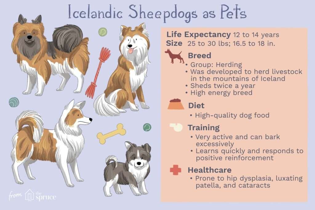 Icelandic Sheepdog History, Temperament And Behavior, Training, Feeding
