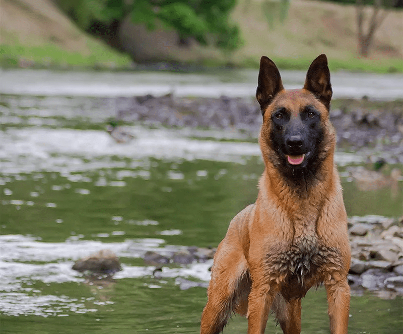 Companion Guard Dog Breeds  