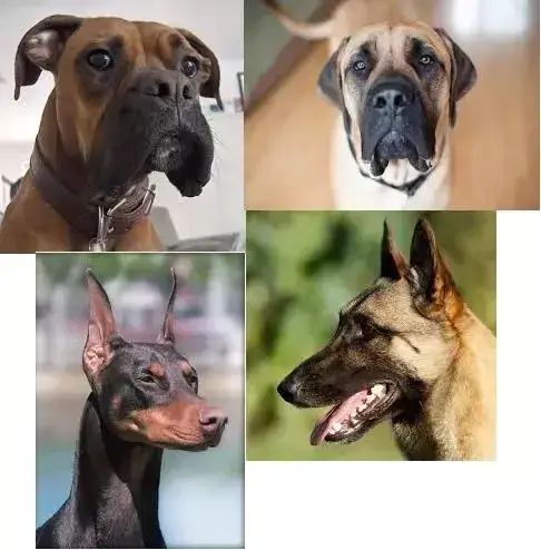 Non-Drooling Guard Dog Breeds  