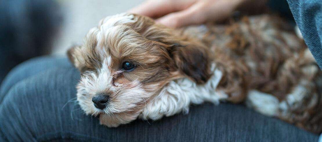 Small Dog Breeds for Small Homes  