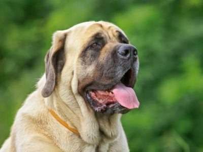 Guard Dog Breeds That Start With M  
