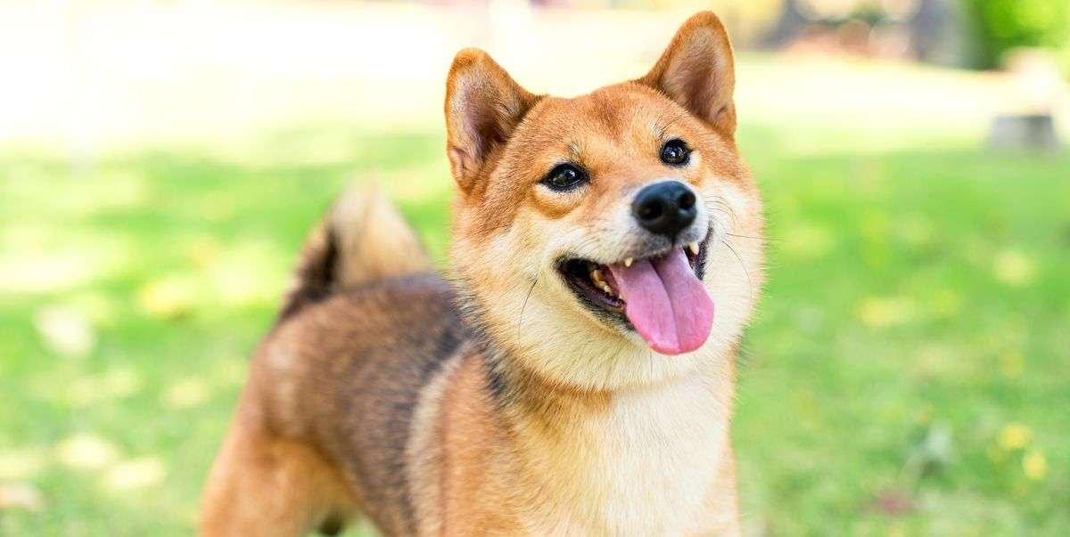 Quiet Guard Dog Breeds  