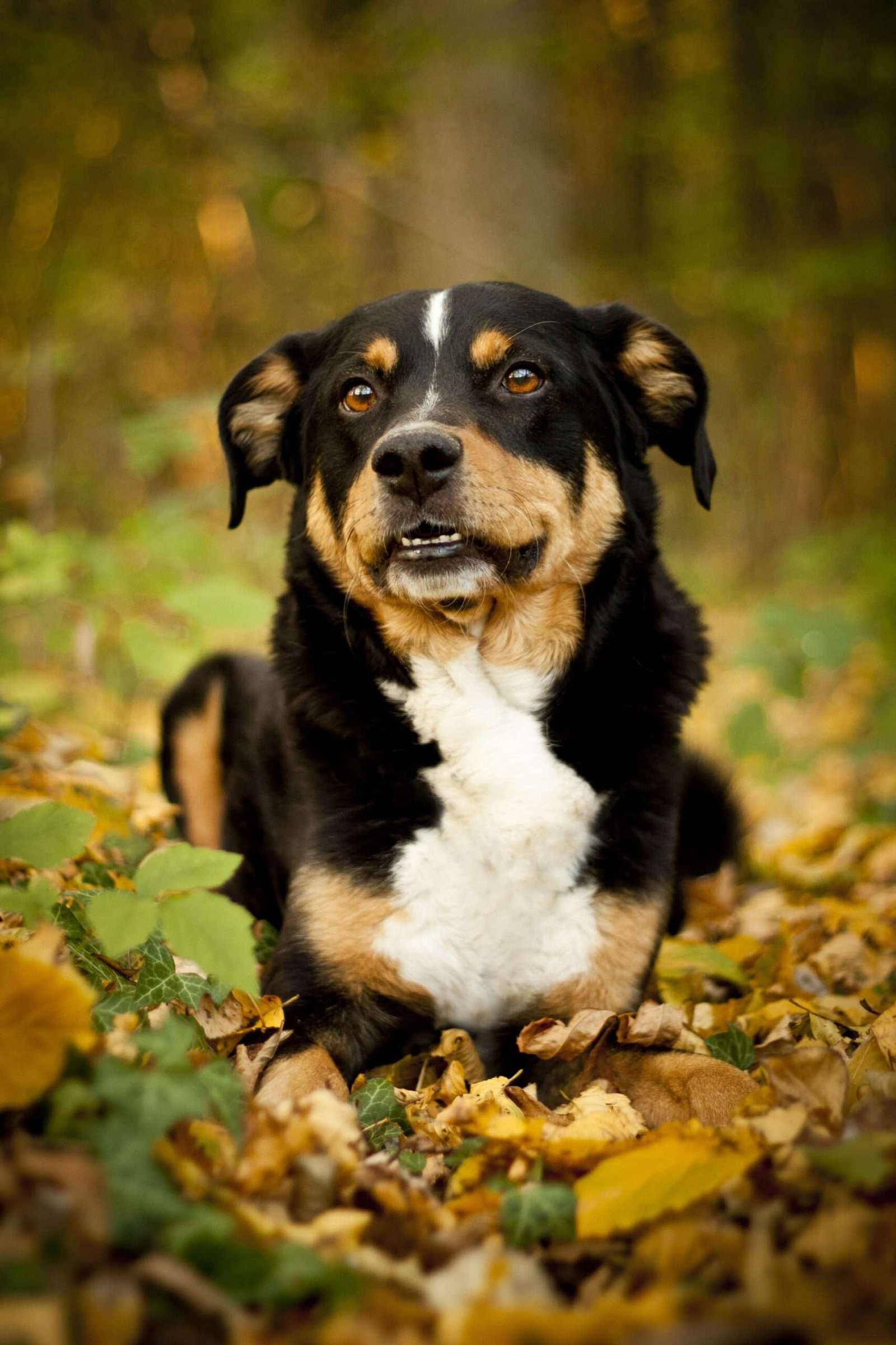 Small Dog Breeds for Security  