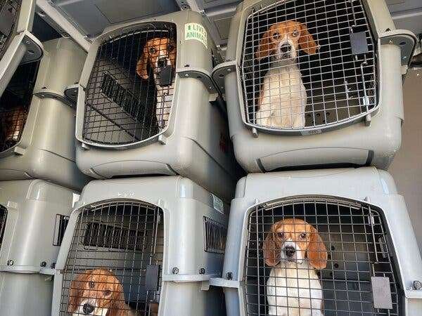 Small Dog Breeds for Adoption in Va  