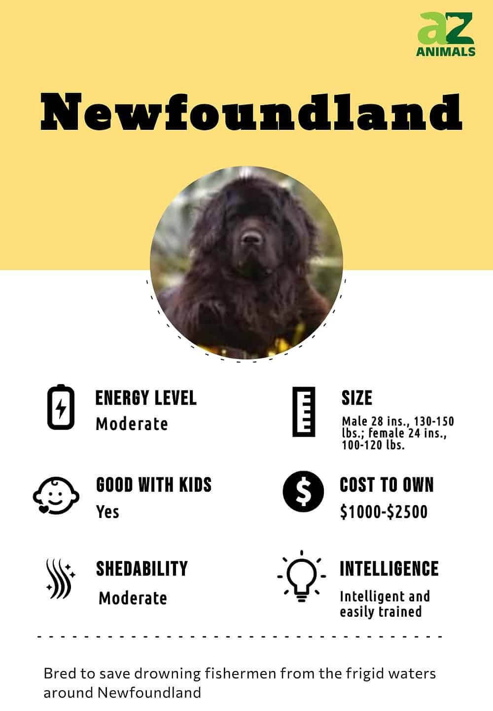 Guard Dog Breeds Pros And Cons  