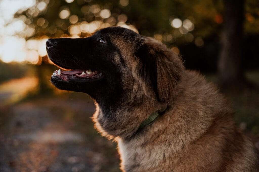 Guard Dog Breeds Pros And Cons  