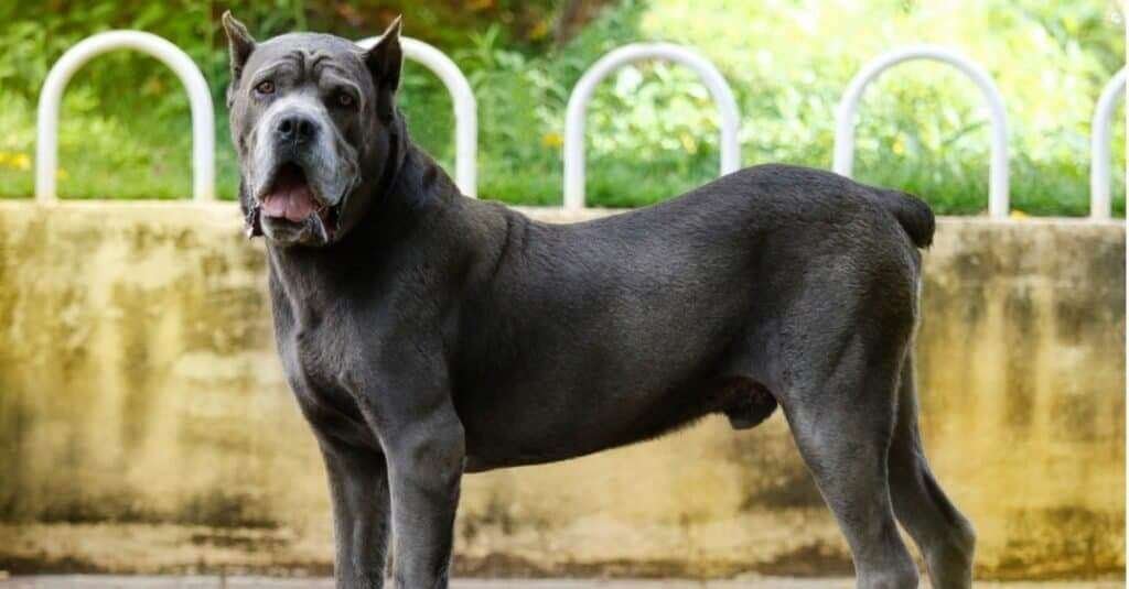 Types of Guard Dog Breeds  