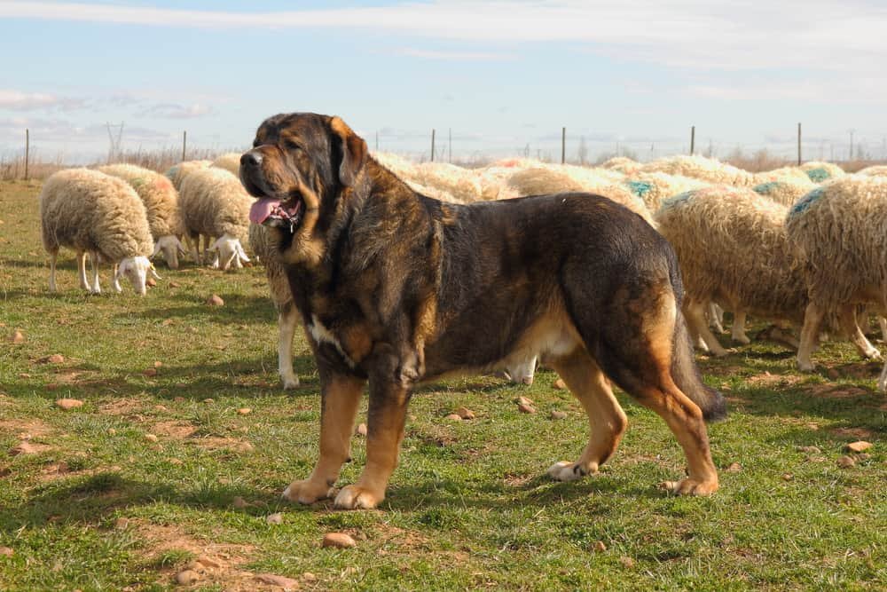 Large Livestock Guard Dog Breeds  
