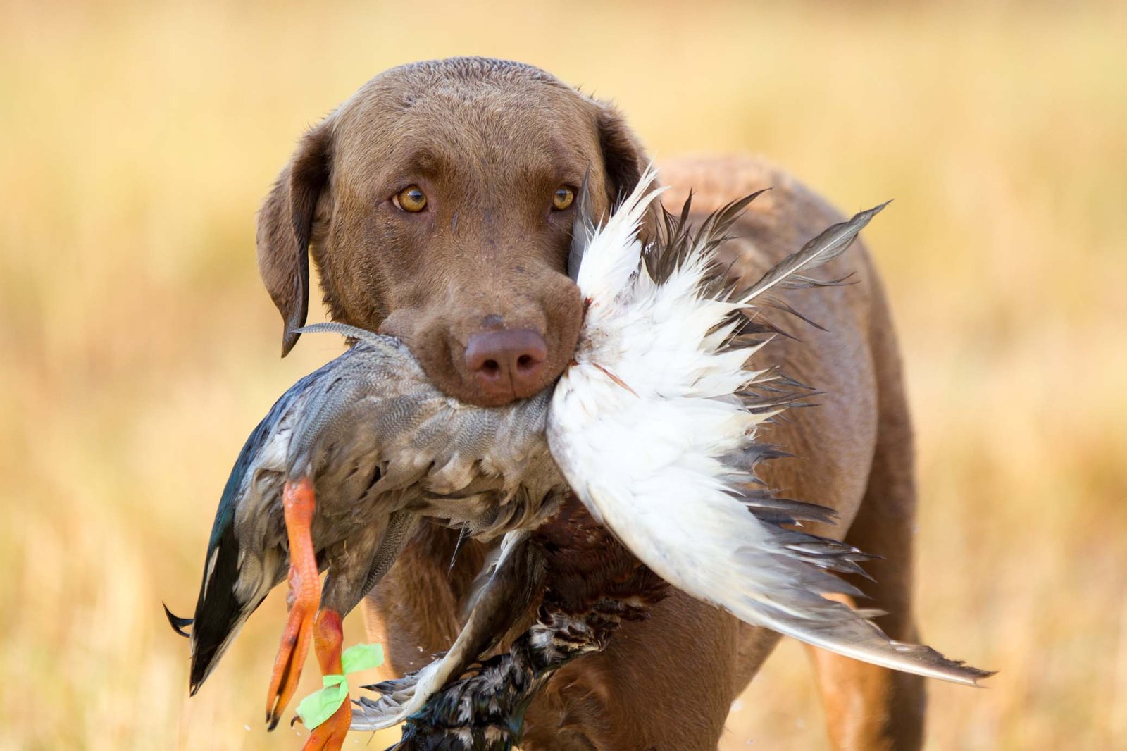 Small Dog Breeds for Duck Hunting  