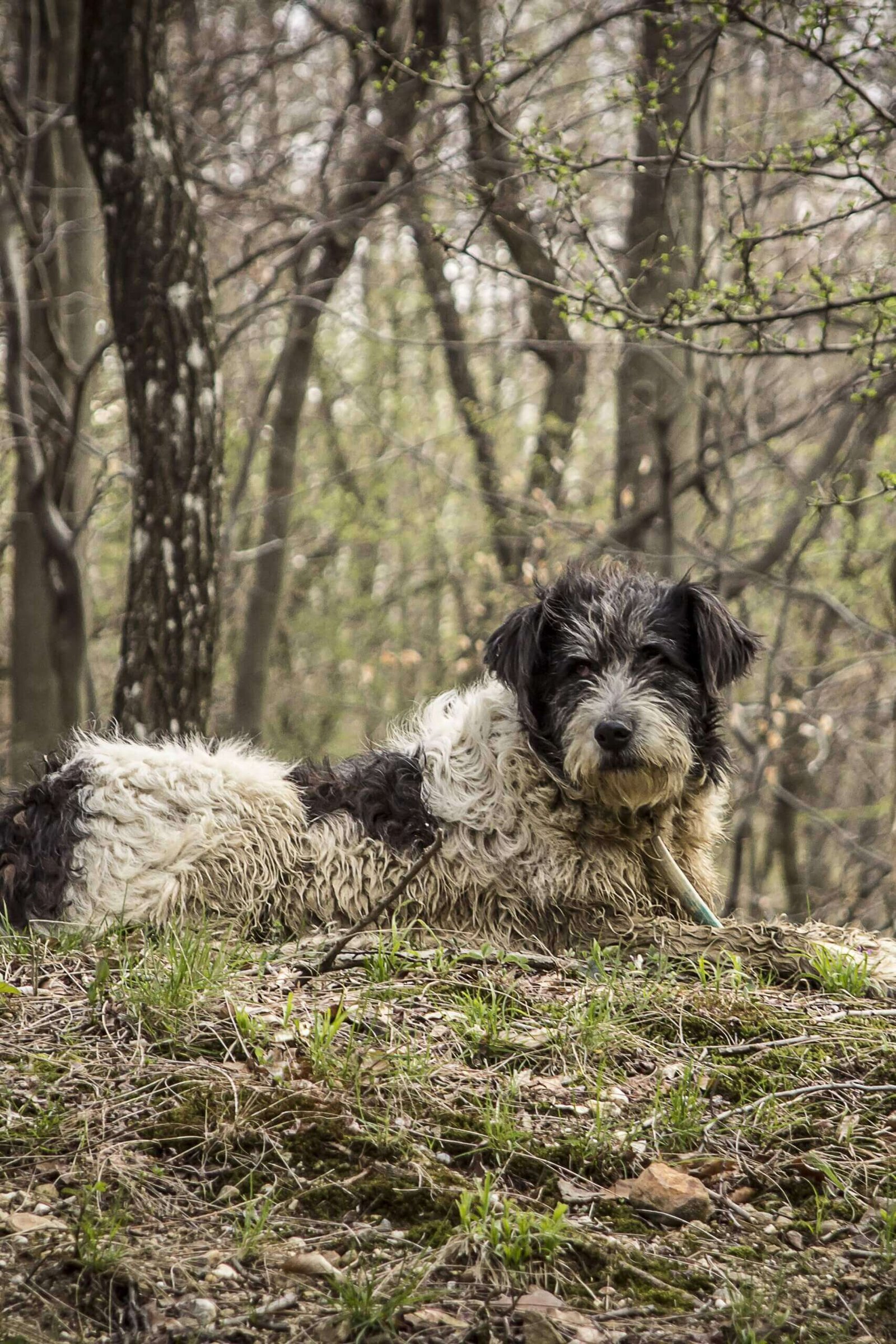 Shepherd Guard Dog Breeds  