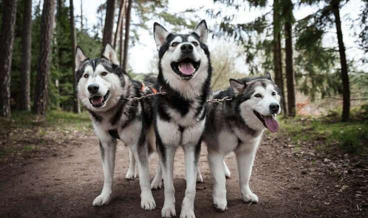 Longest Living Guard Dog Breeds  