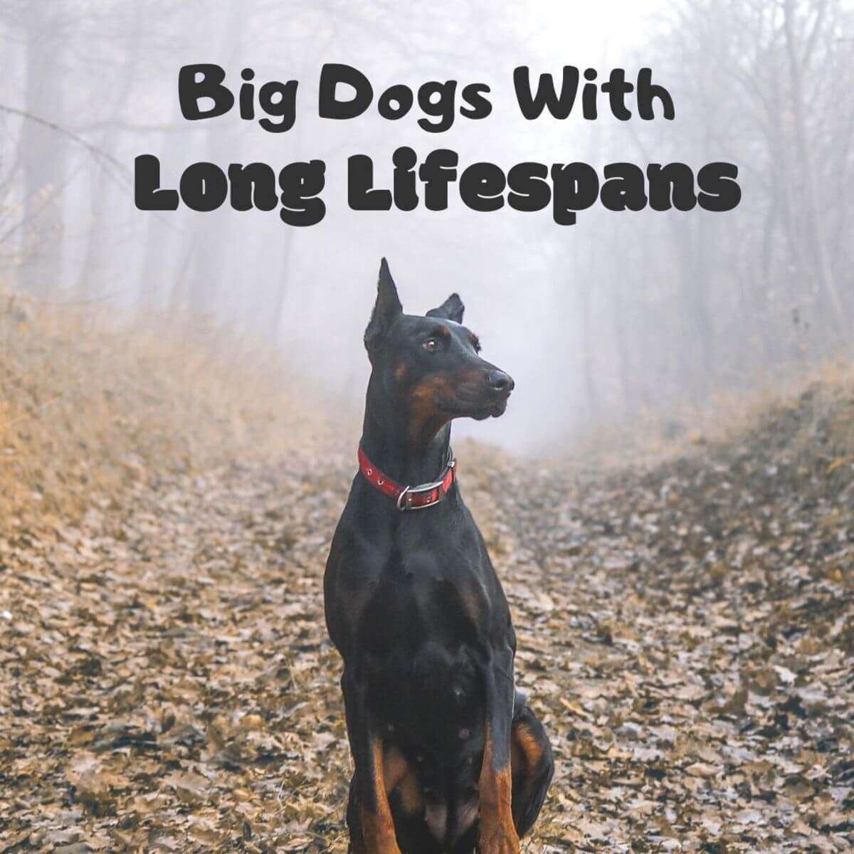 Longest Living Guard Dog Breeds  