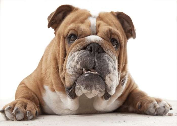 Small Dog Breeds Good for Truck Drivers  