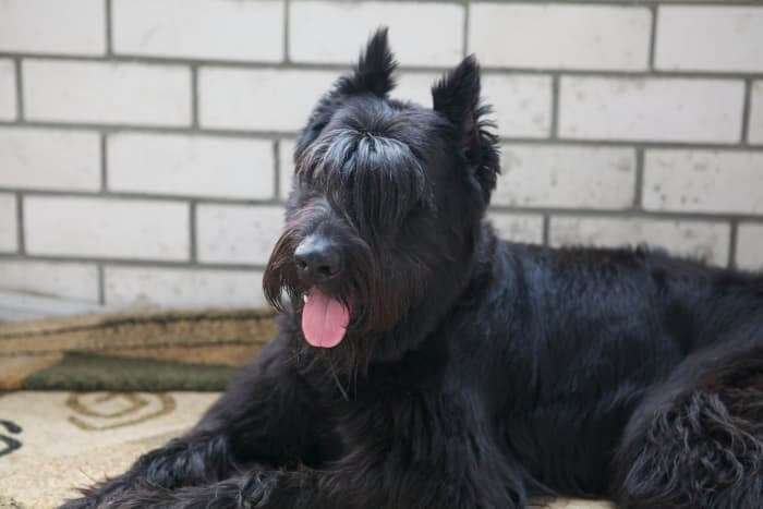 Non-Shedding Guard Dog Breeds  