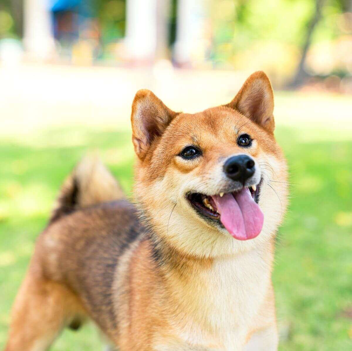 Silent Guard Dog Breeds  