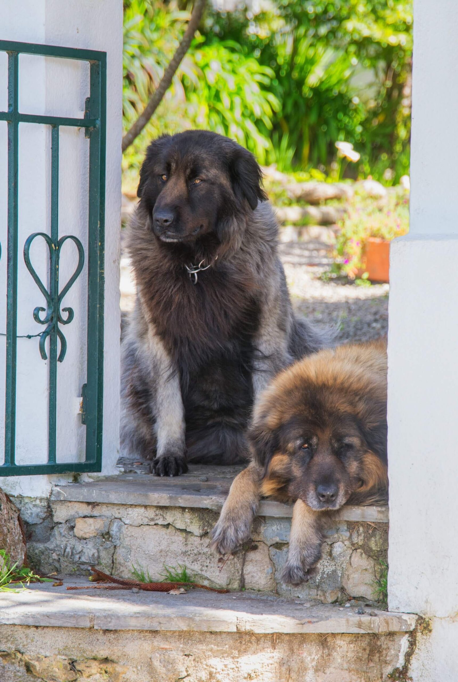 Outdoor Guard Dog Breeds  