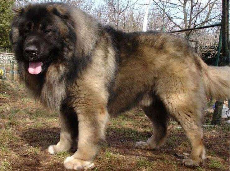 Very Large Guard Dog Breeds  