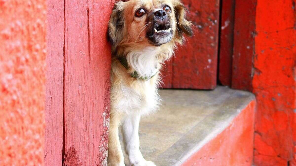 Watchdog Vs. Guard Dog Breeds  