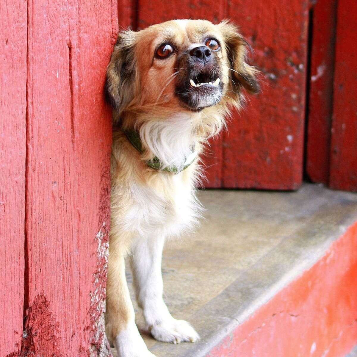 Watchdog Vs. Guard Dog Breeds  