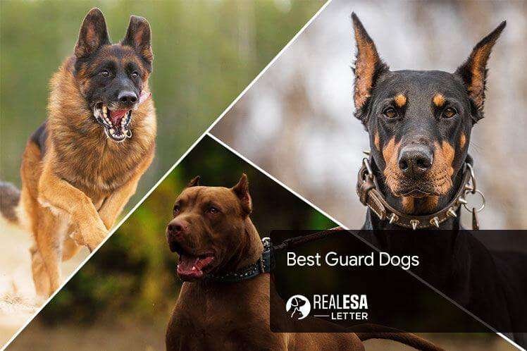 Watchdog Vs. Guard Dog Breeds  