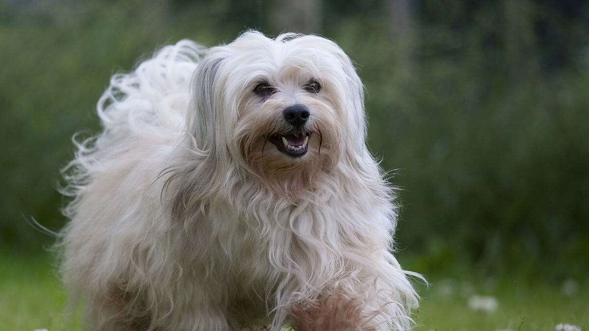 Light Shedding Guard Dog Breeds  