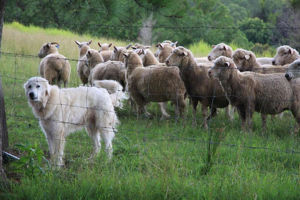 Working Guard Dog Breeds  