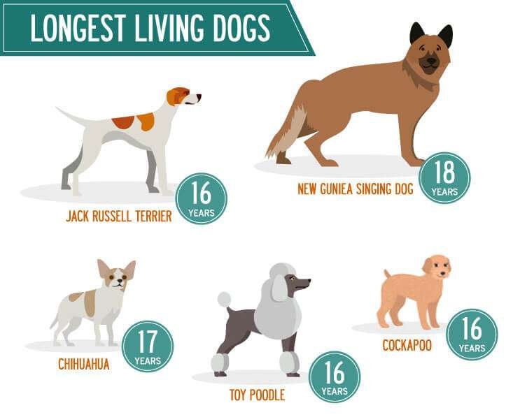 Guard Dog Breeds That Live the Longest  