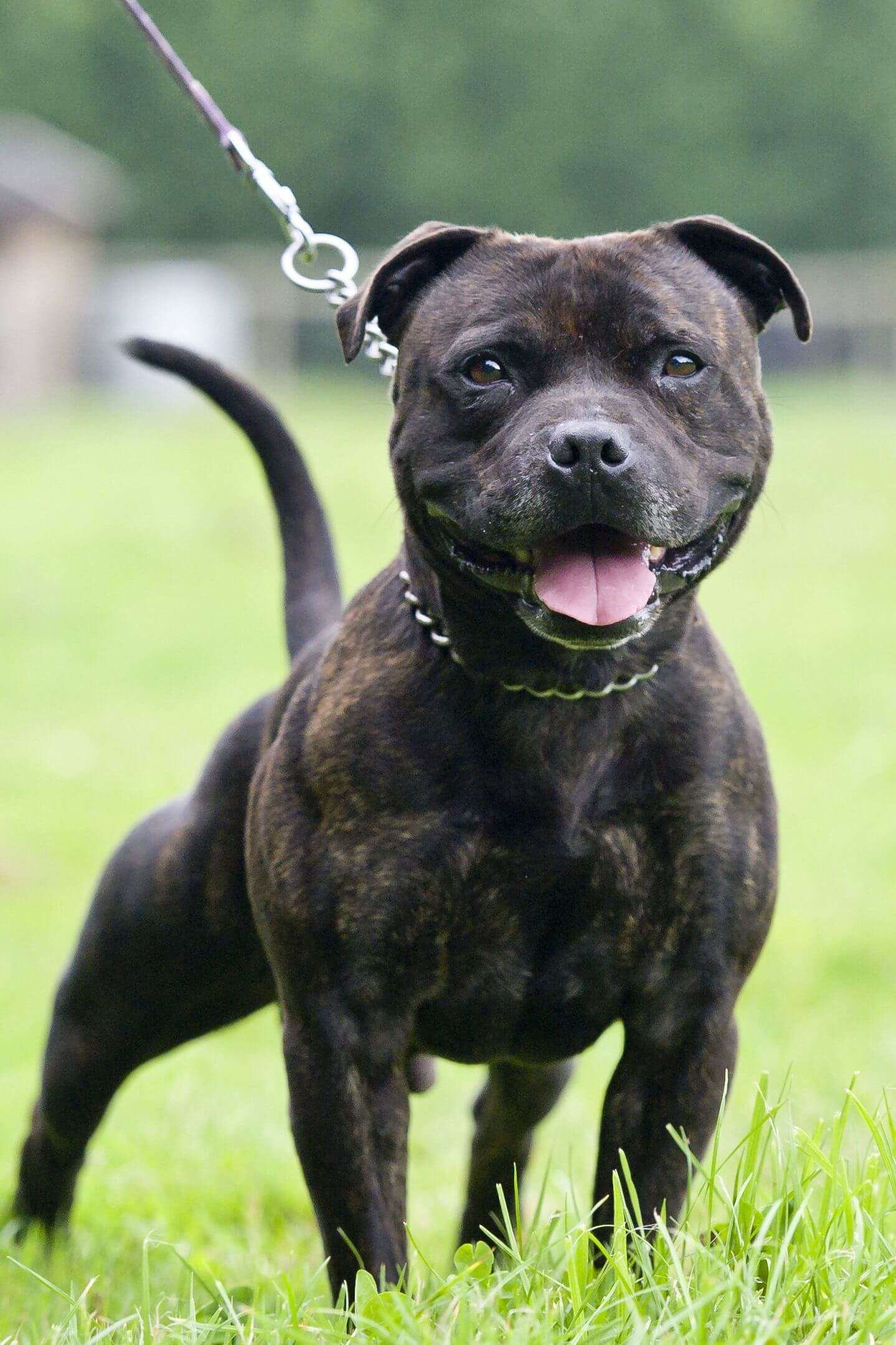 Security Guard Dog Breeds  