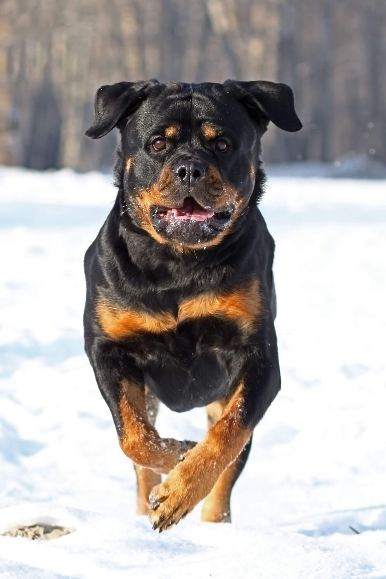 Rottweiler Guard Dog Breeds  