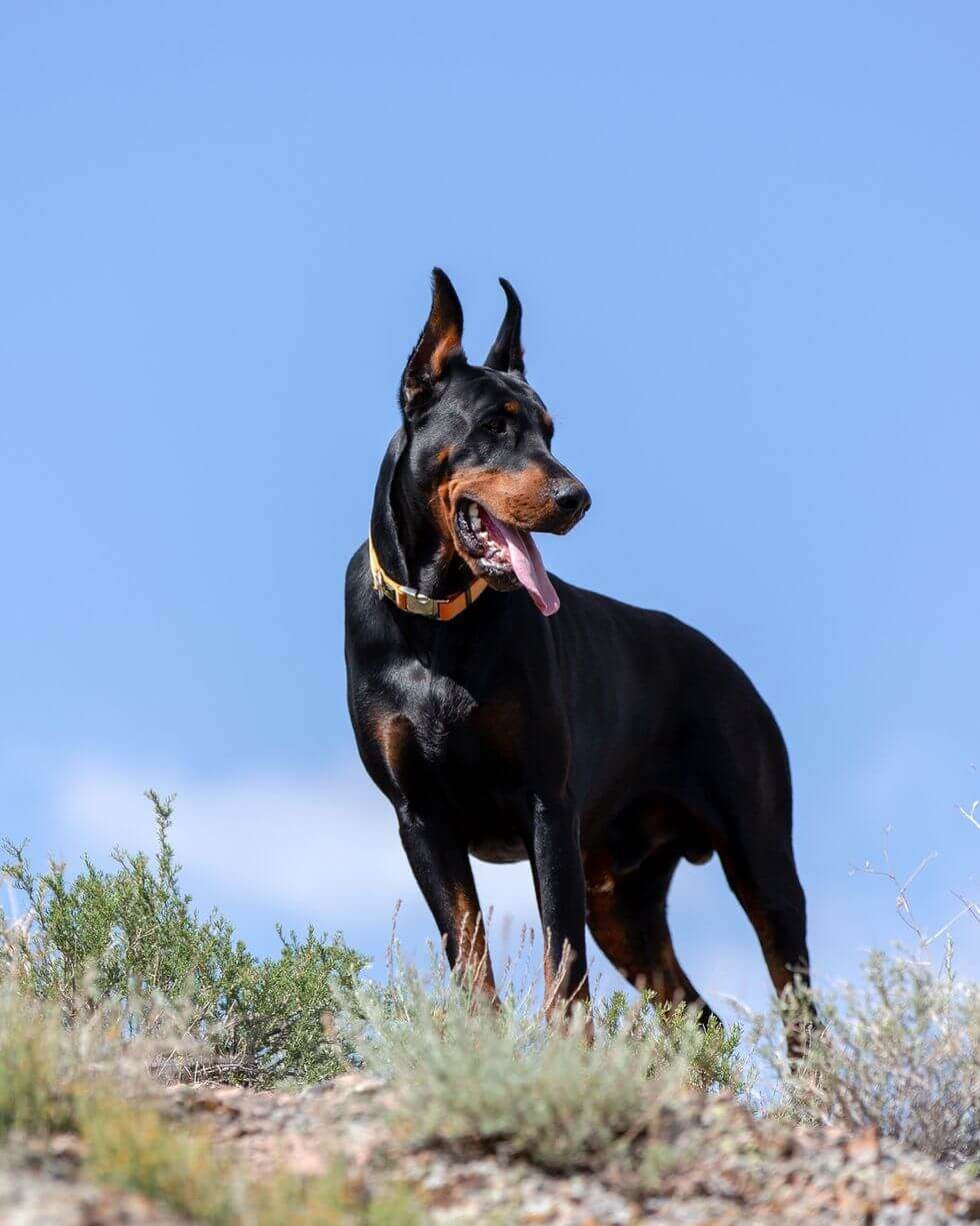 Low Exercise Guard Dog Breeds  