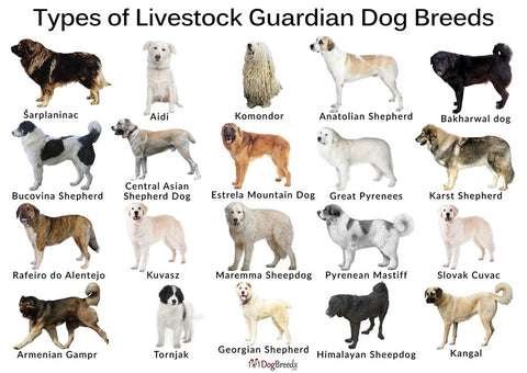 Cheap Guard Dog Breeds  
