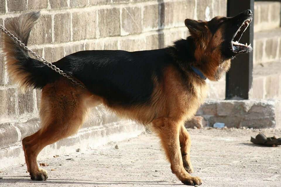 Intelligent Guard Dog Breeds  