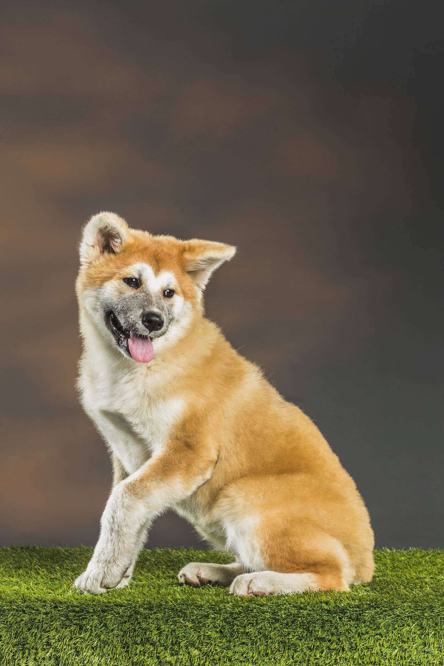 Guard Dog Breeds Small  