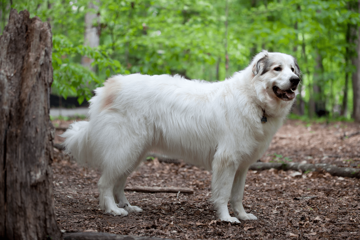 Great Pyrenees Guard Dog Breeds  