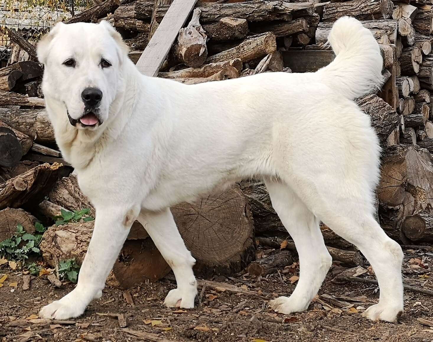 Asian Guard Dog Breeds  