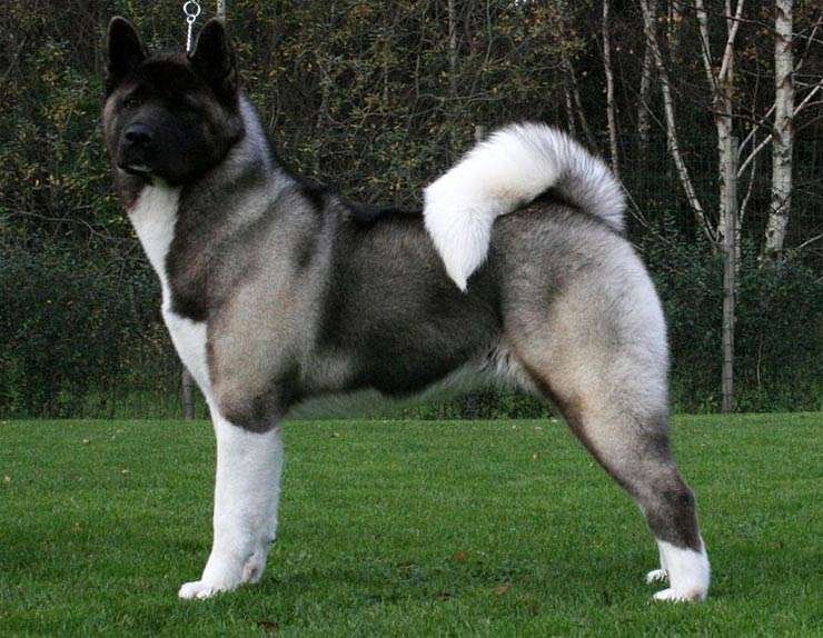 Giant Guard Dog Breeds  
