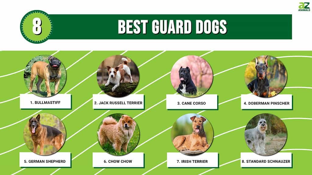 Excellent Guard Dog Breeds  