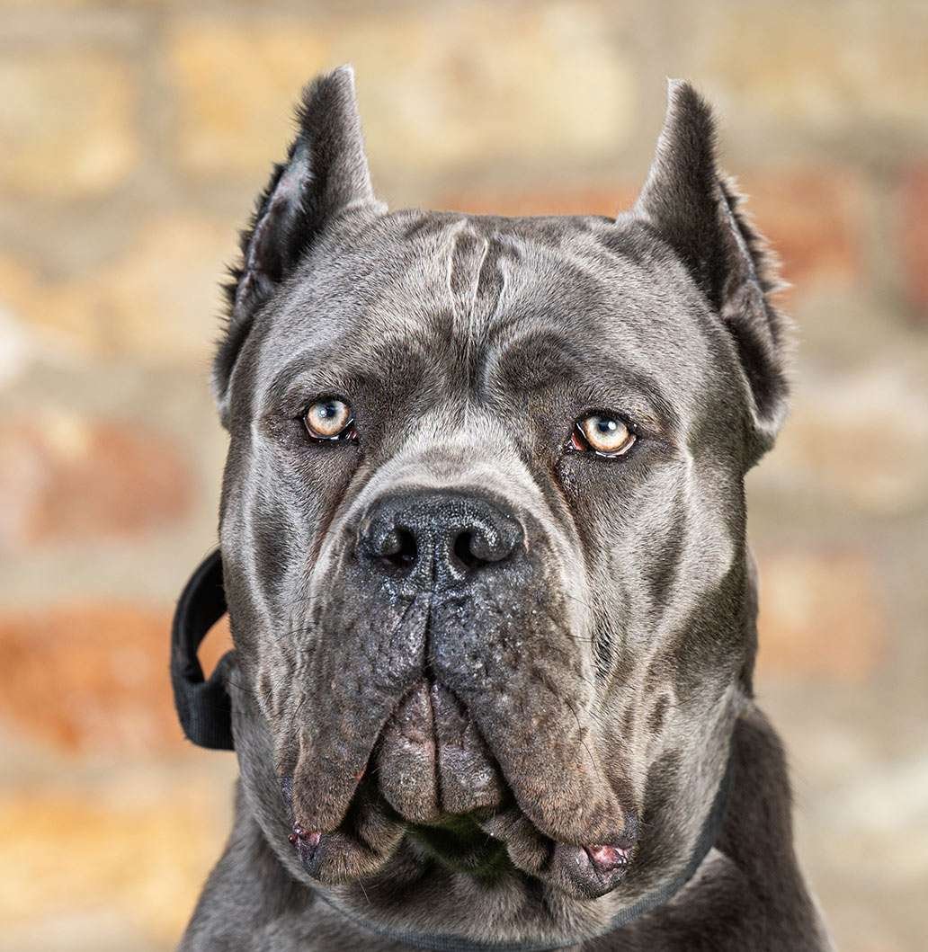 Cane Corso Guard Dog Breeds  