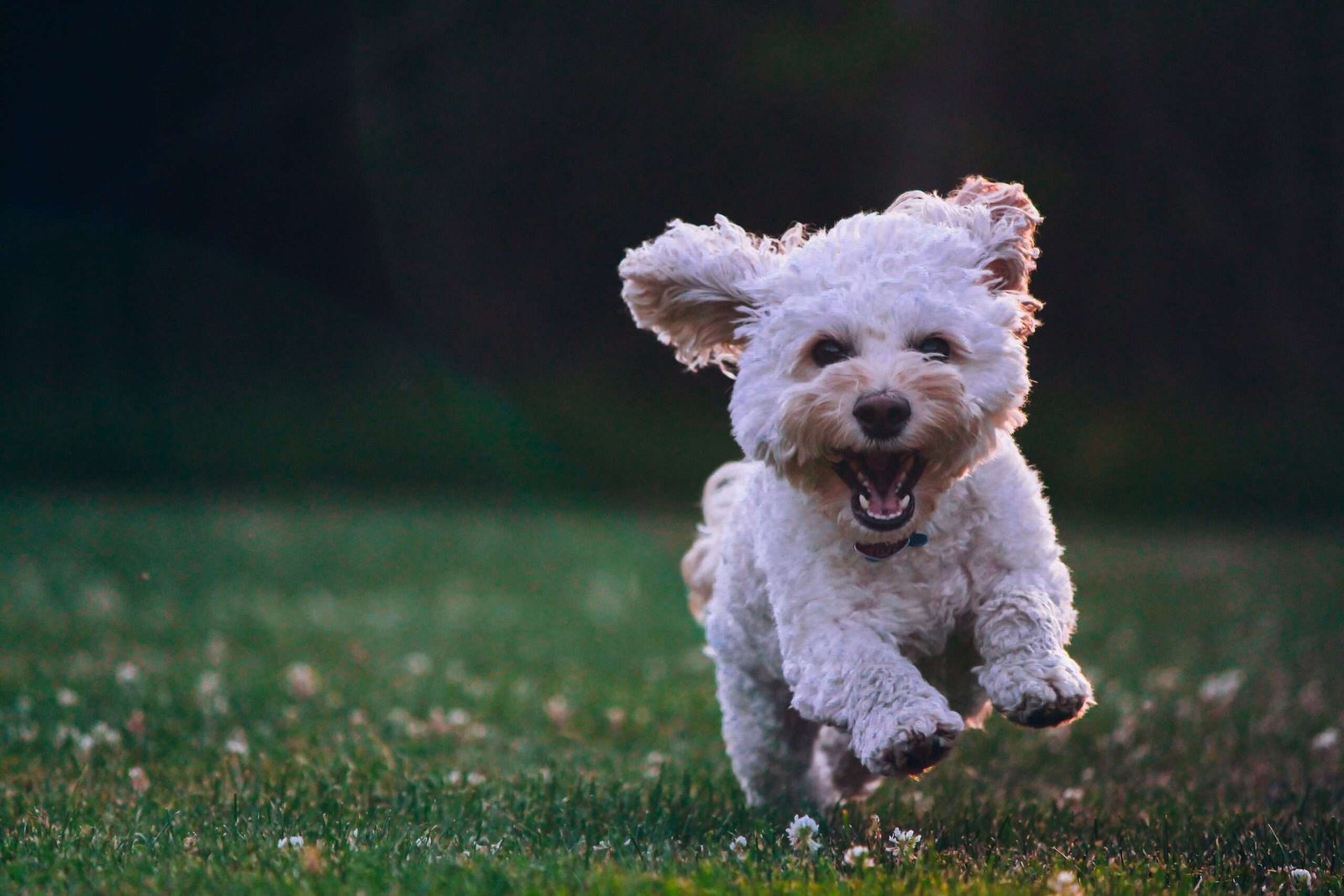 Small Dog Breeds for College Students  