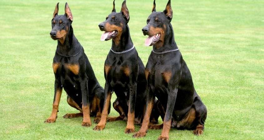 Popular Guard Dog Breeds  